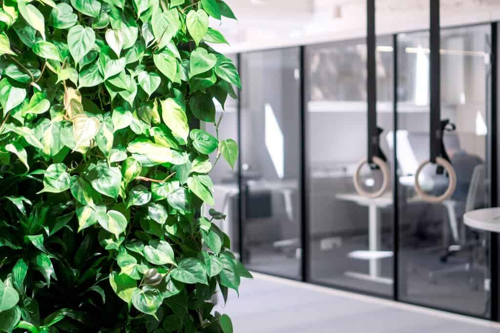 Biophilic office design